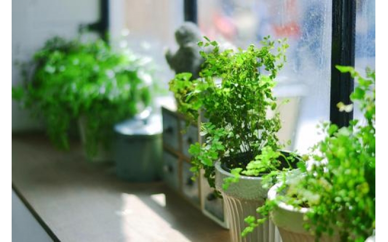 上海甲醛檢測：告訴你幾種除甲醛妙招